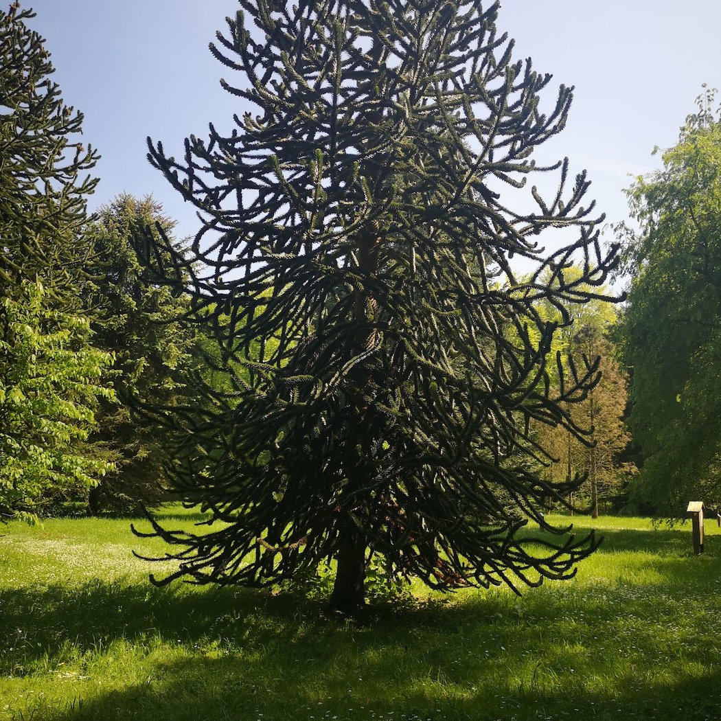Arboretum des Bordins 3