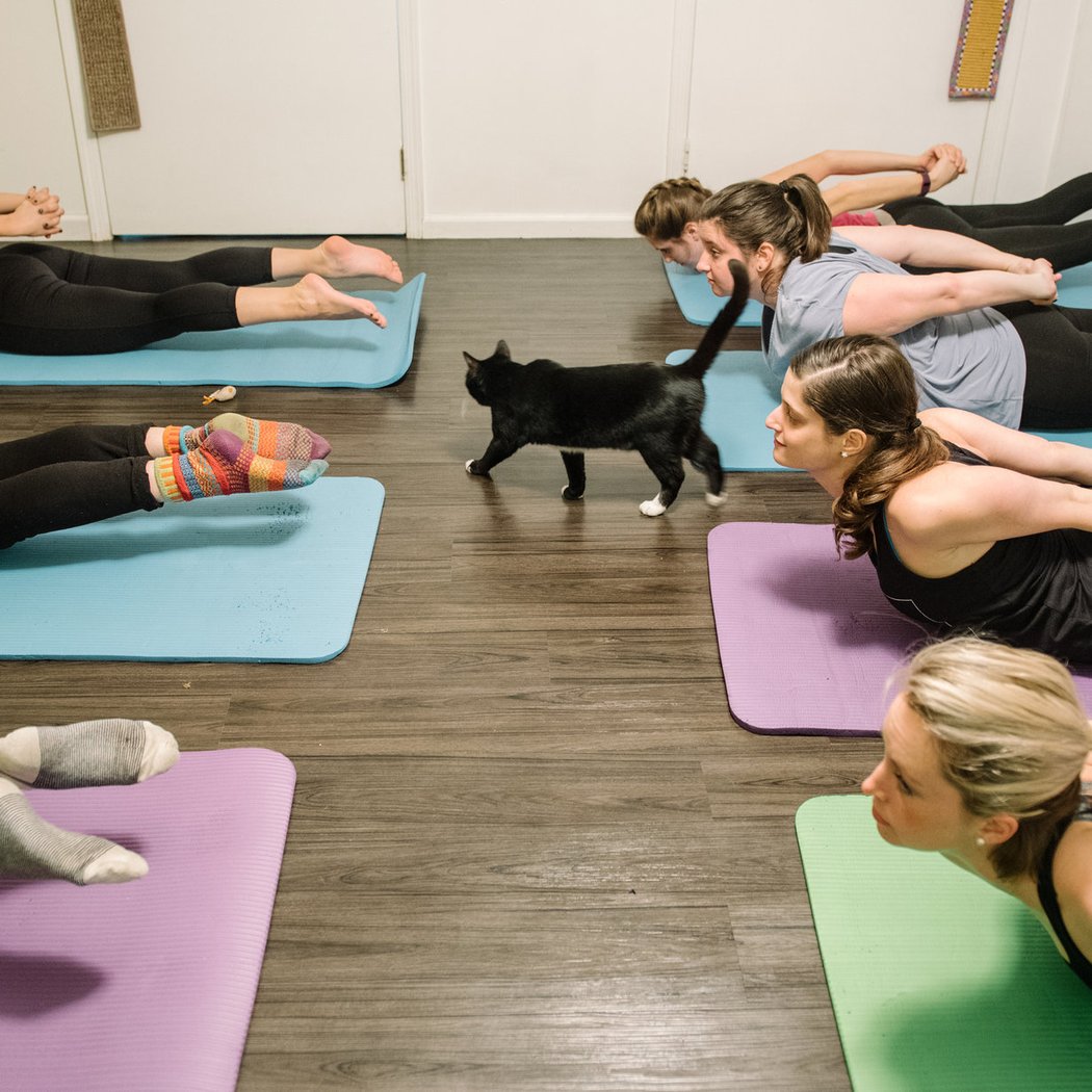 Yoga with Cats 3