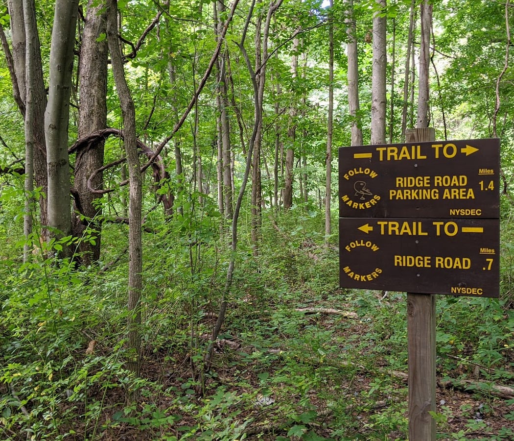 Stewart State Forest 3