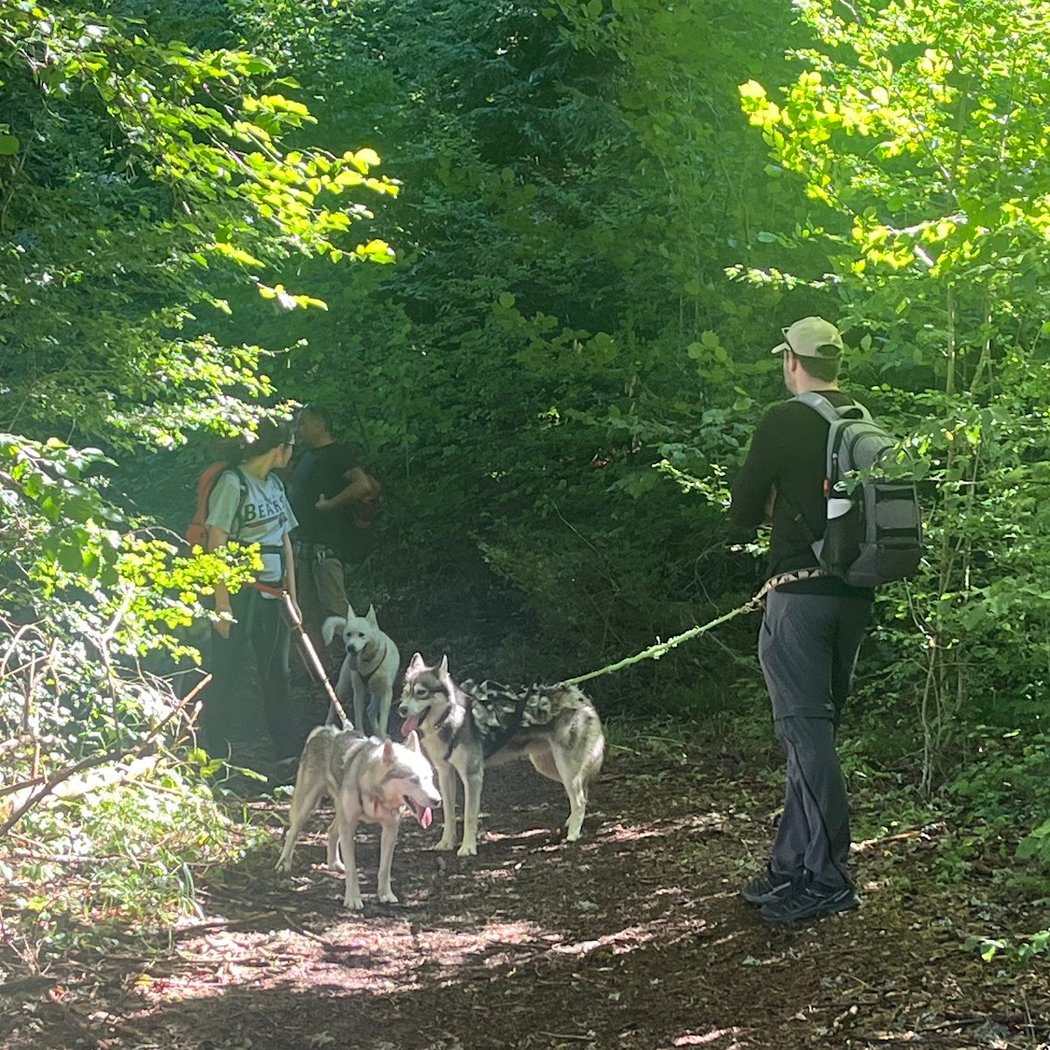 Free Sled - Chiens de traîneau 3