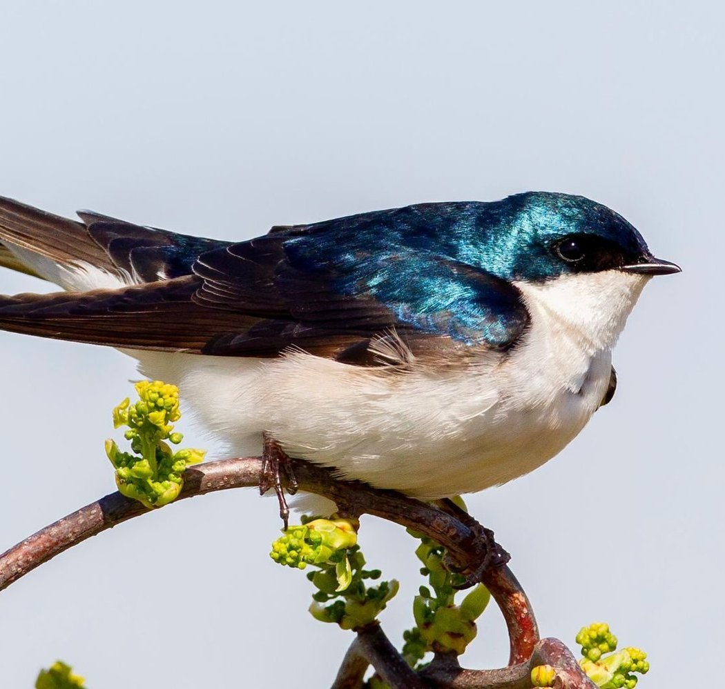 Winter Birding at Floyd Bennett Field with JBRPC and NYC Bird Alliance 1