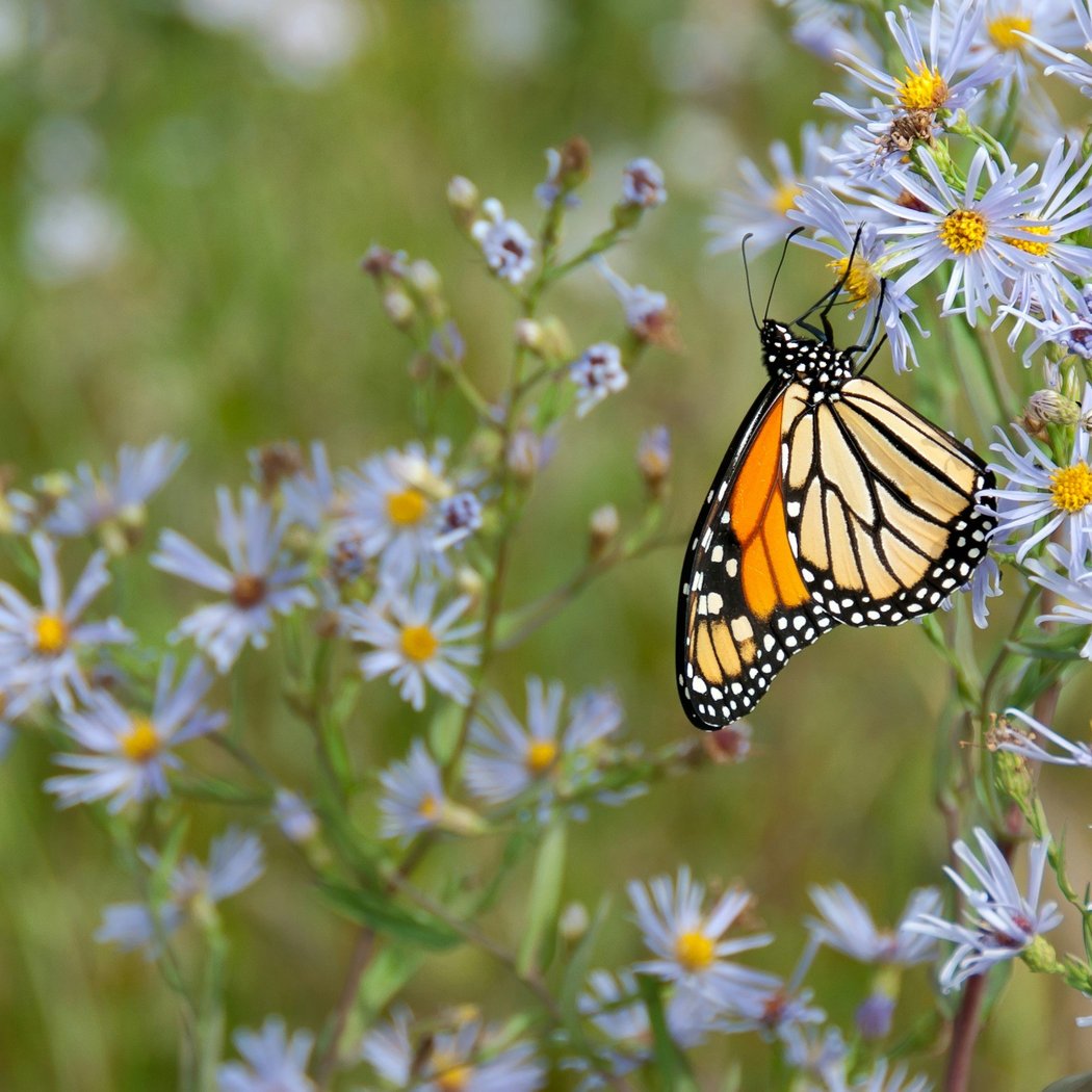 Science Saturdays: Monarchs & Threatened Species 1