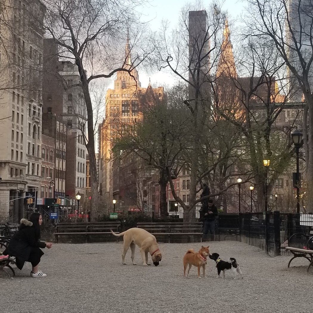Union Square Dog Run 4
