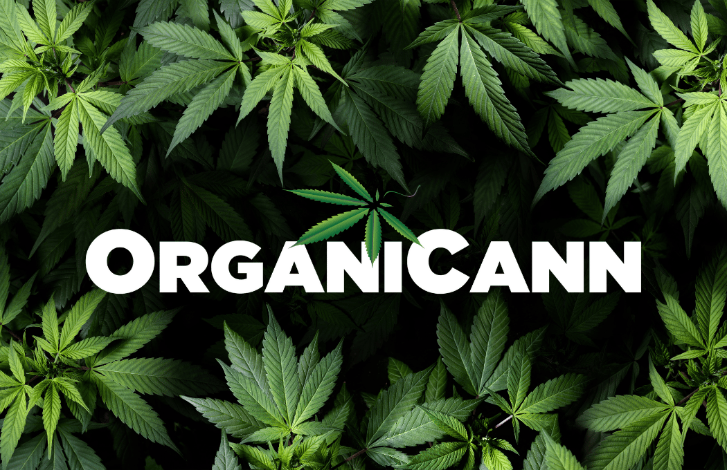 OrganiCann 420 Art Lounge 3