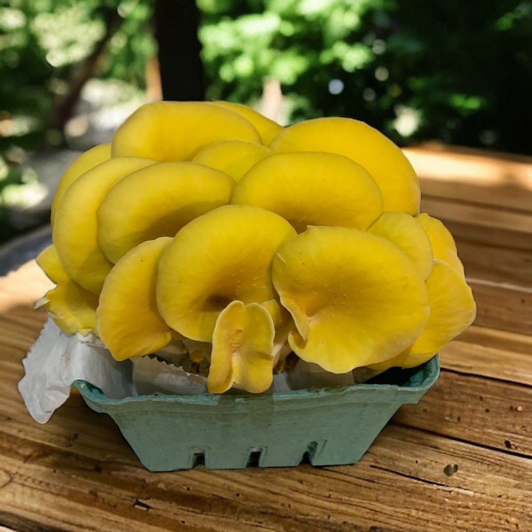 Santa Cruz Mushrooms 1
