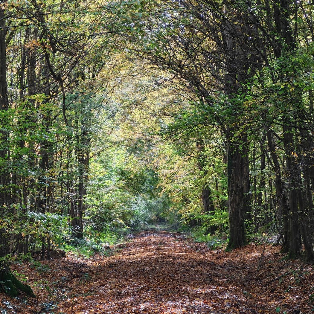 Forêt d'Armainvilliers 2