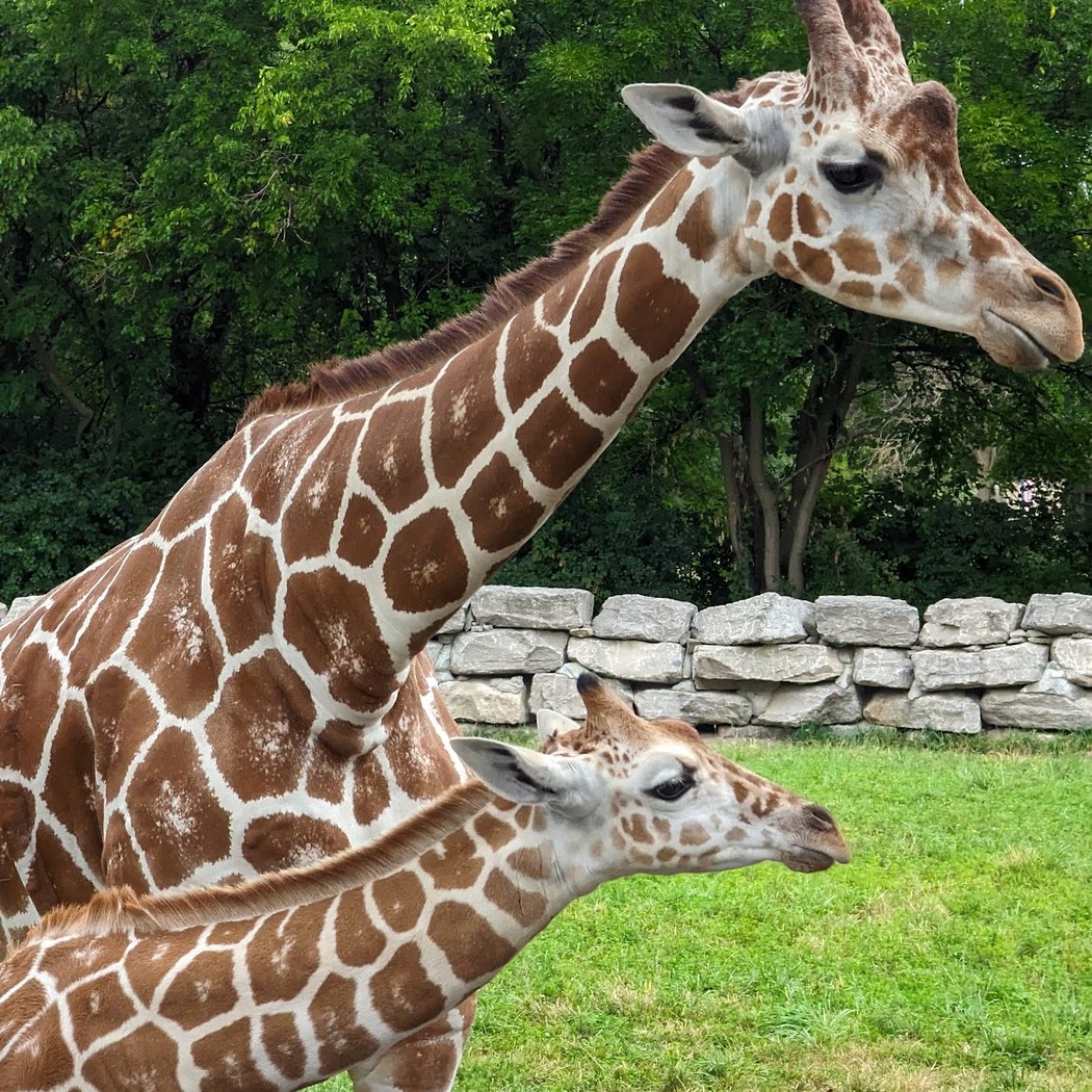 Zoo Tots: Animal Habitats 4