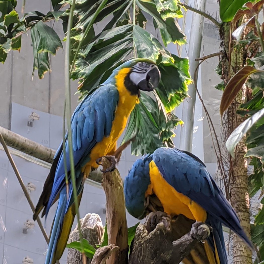 NightLife: For the Birds 1