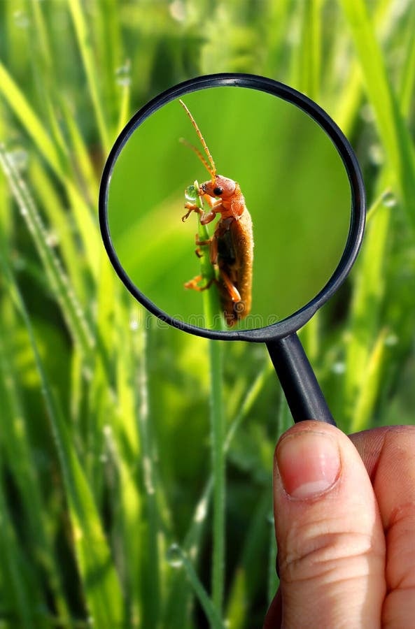 Badge Class: Entomology 3