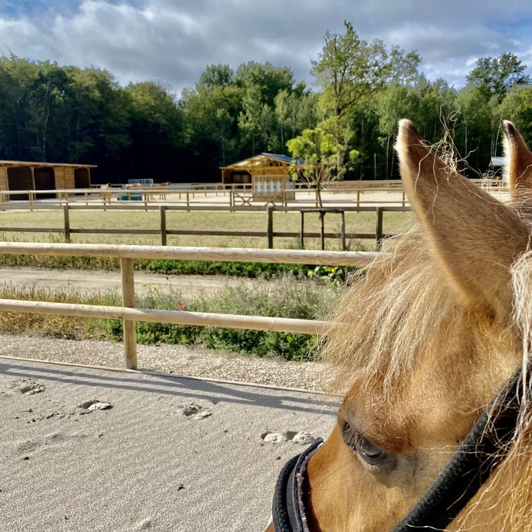 Enowood | Pension Ecurie Active | Cours Enfants Et Adultes | Balade Cheval | Seminars | Team Building 2