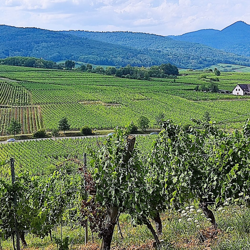 Rte des Vins 1