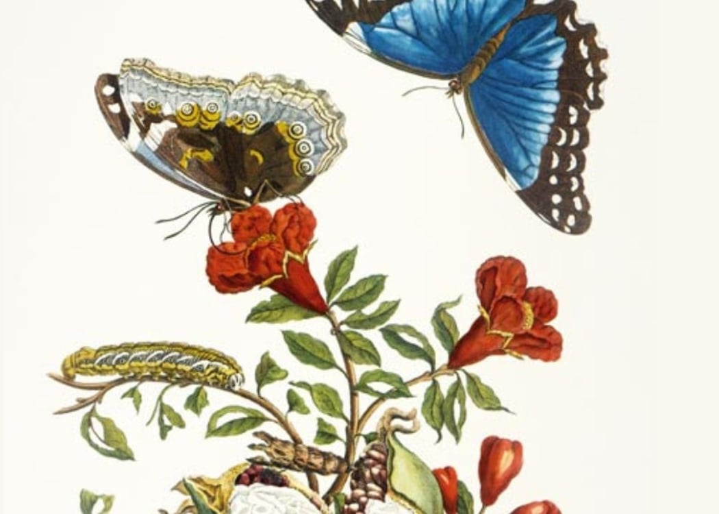 Exposition Anna Maria Sibylla Merian