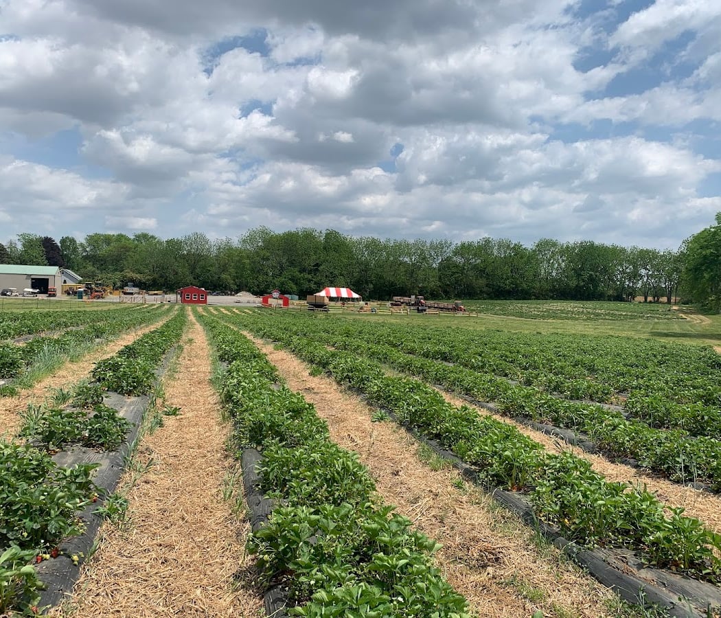 Strawberry Fest 2
