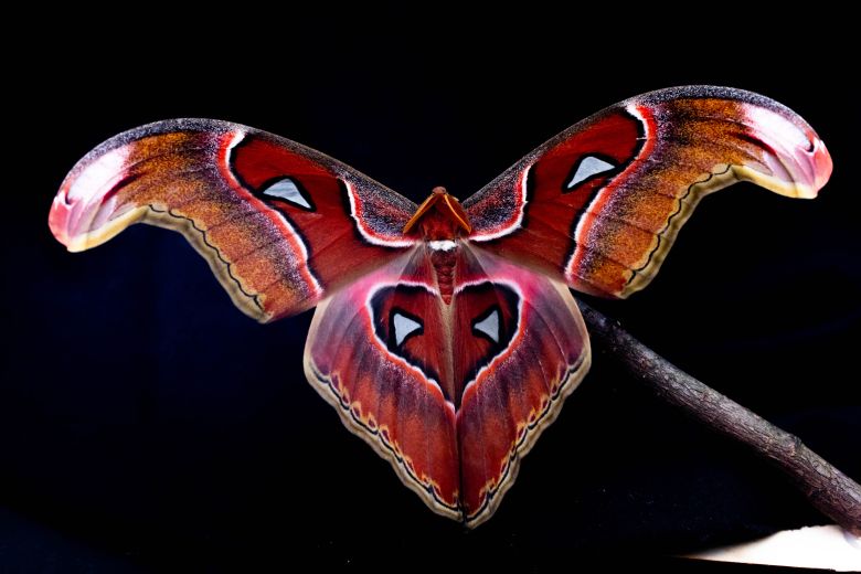 Moth Night 3