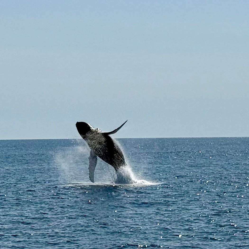 Bar Harbor Whale Watch Co 2