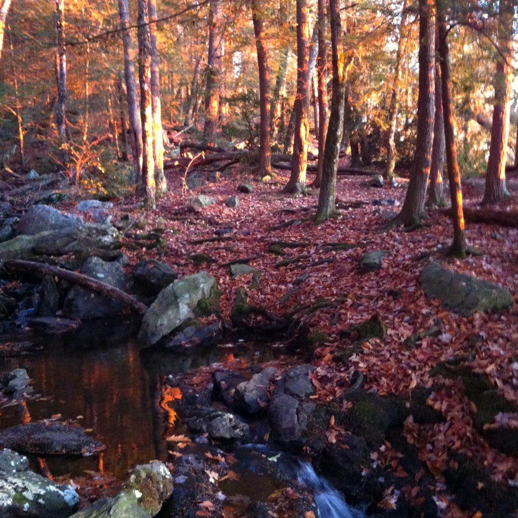 A.T. Overnight Site Maintenance: Laurel Ridge Campsite 3
