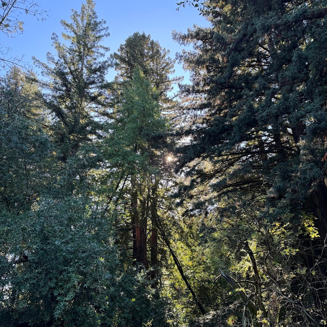 Oakland Redwoods 2