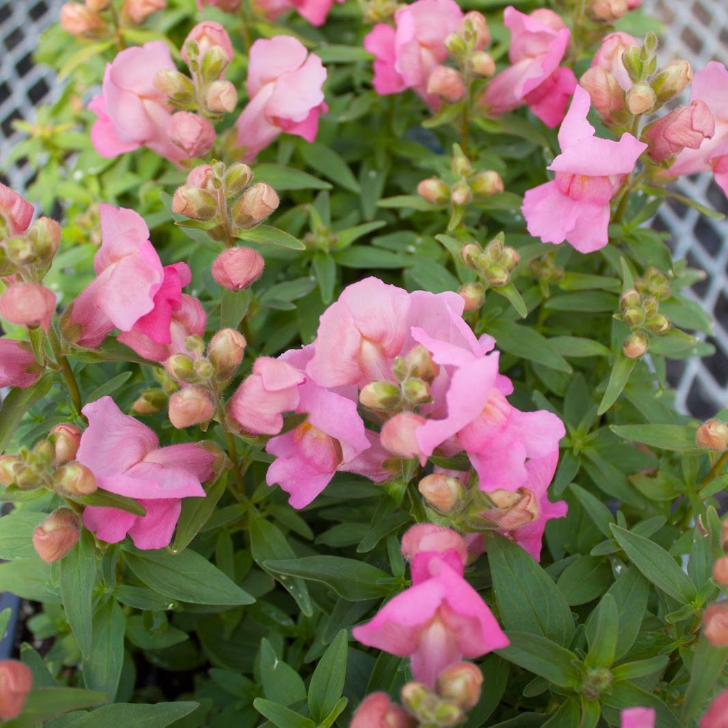 Kalleco Nursery Corp. 3