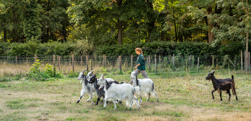 La Ferme de Paris 1