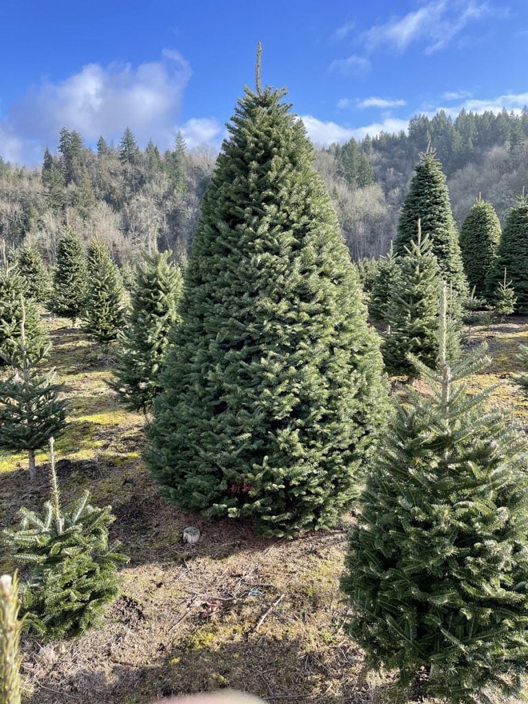 Pronzini Farms Christmas Trees & Pumpkin Patch 3