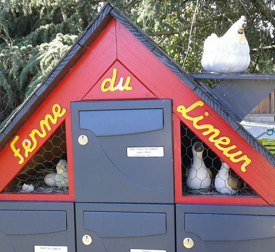 Nos Poules Pondeuses 3