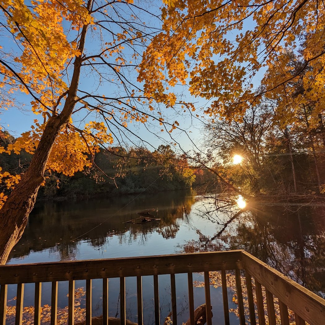 Forest Nature Area 1
