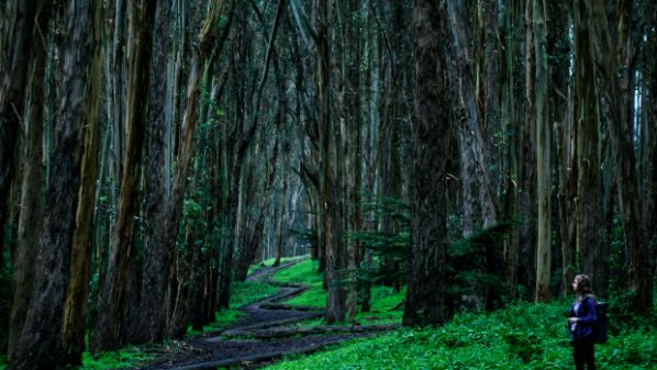 Lovers’ Lane at the Presidio 1