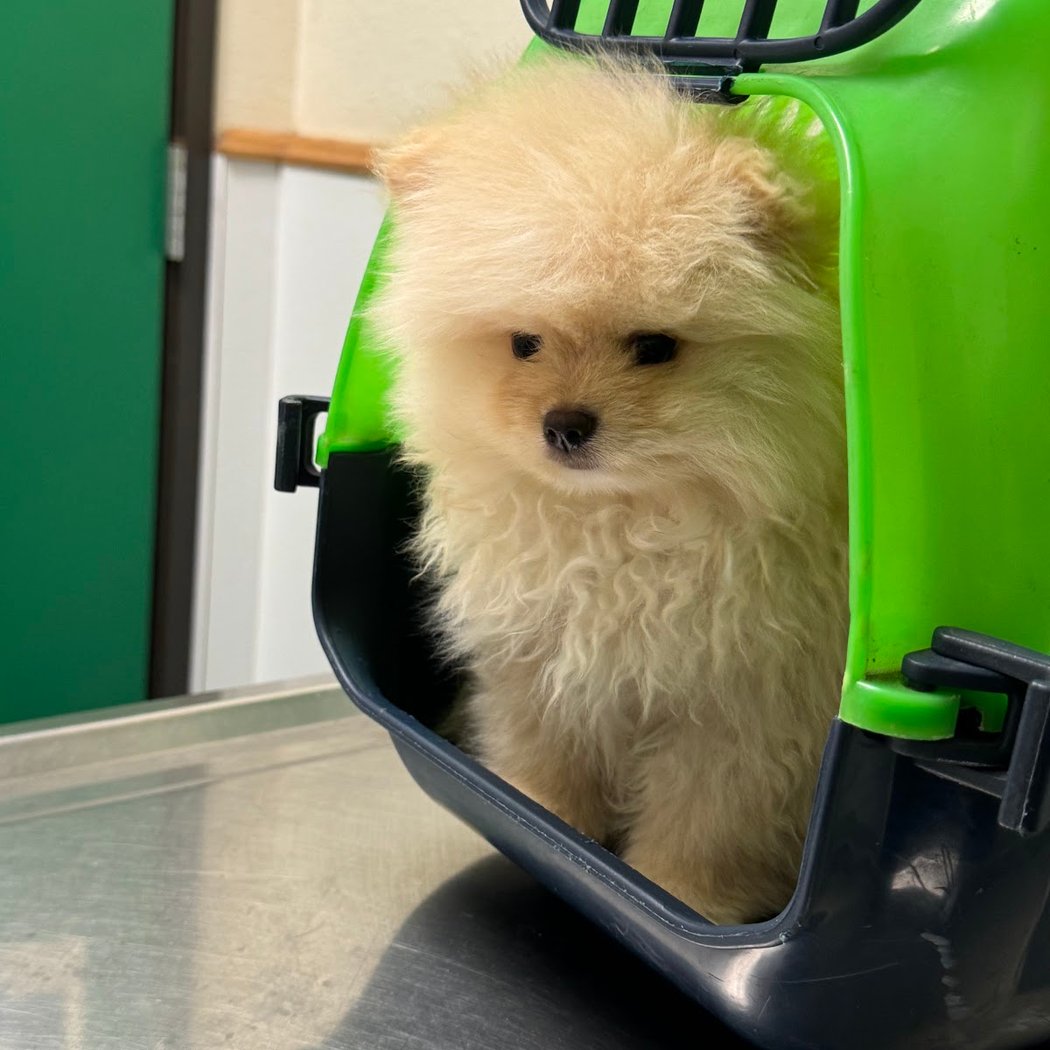 St Louis Veterinary Clinic 1