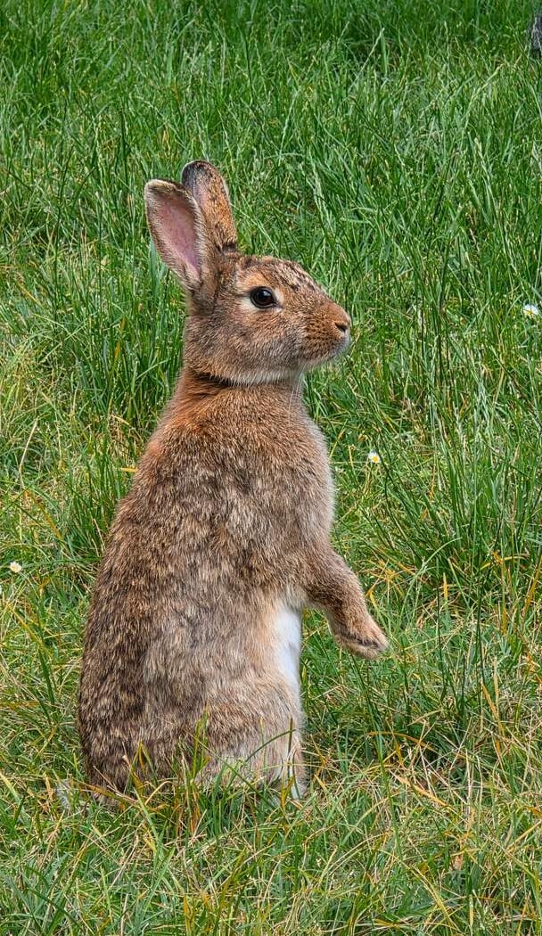 Loupi le lapin 1