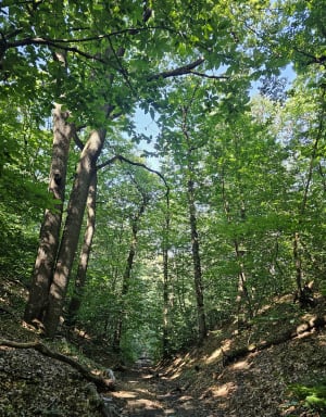 Étang des Écrevisses 3