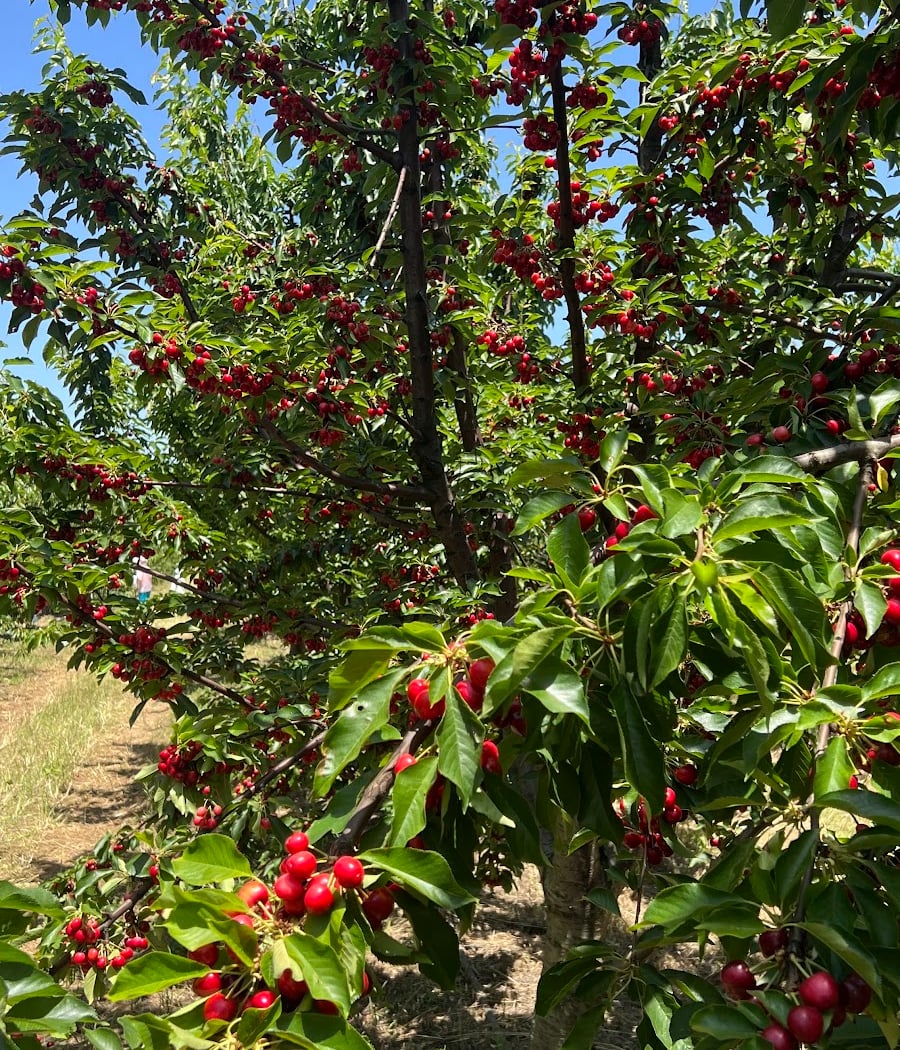 Dwelley Organic U-pick Cherries 2