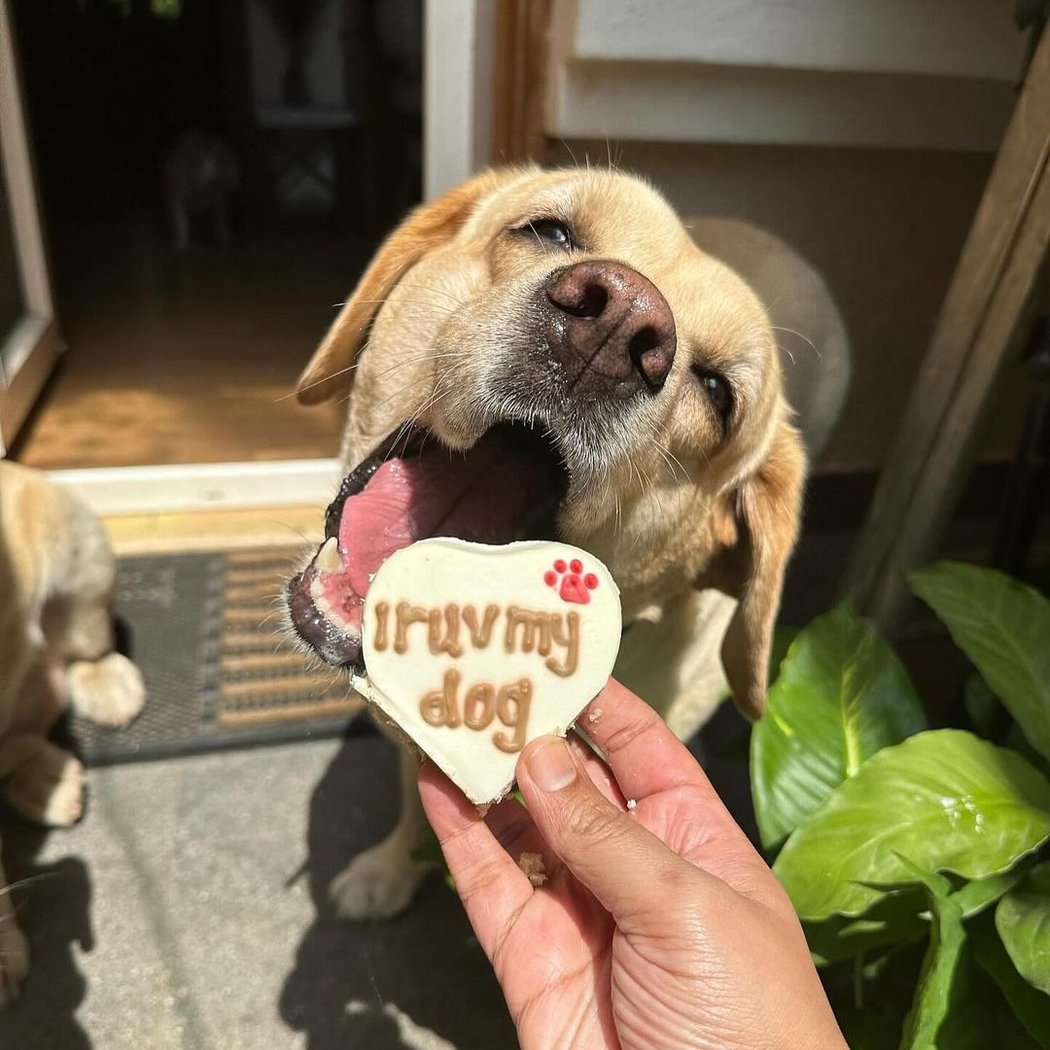 The Doggy Bakery 1