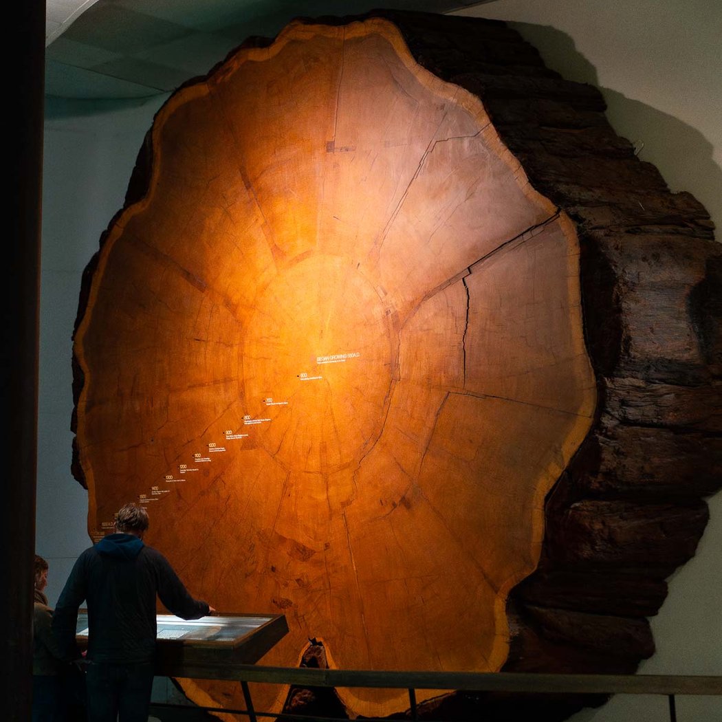 Giant Sequoia 1