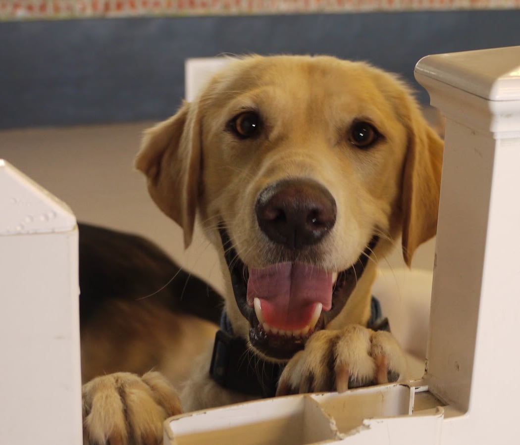 We Dog Care 1