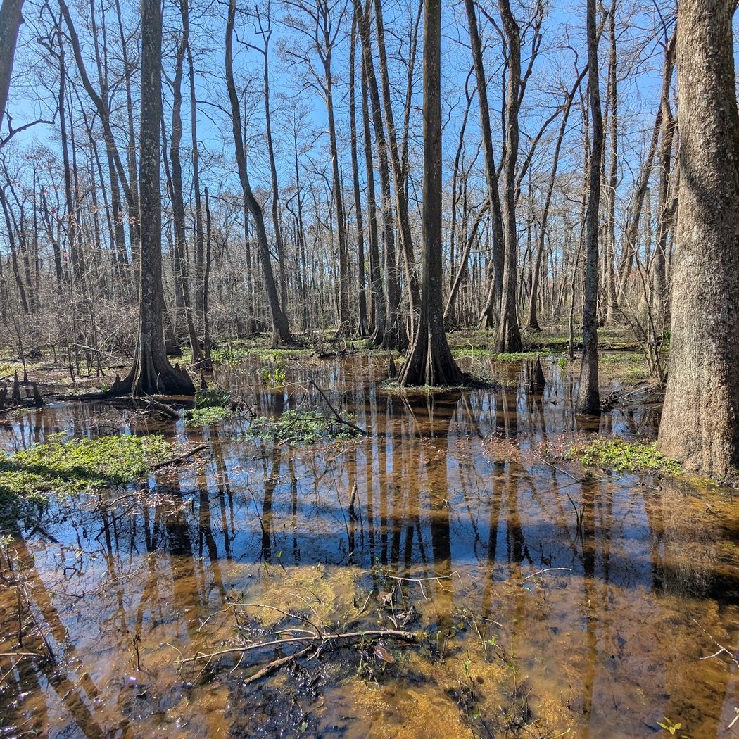 BREC's Bluebonnet Swamp Nature Center 2