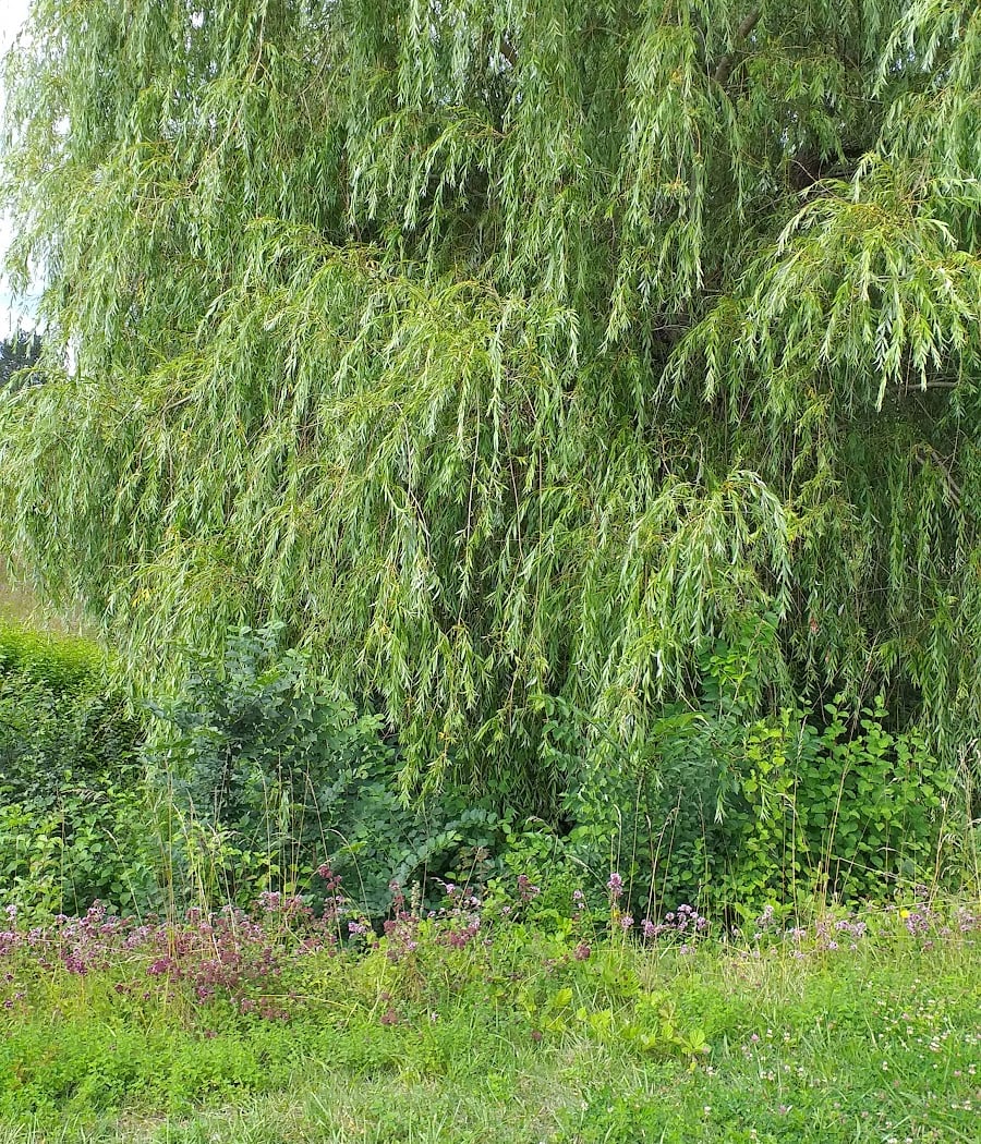 Bois-le-Roi 3