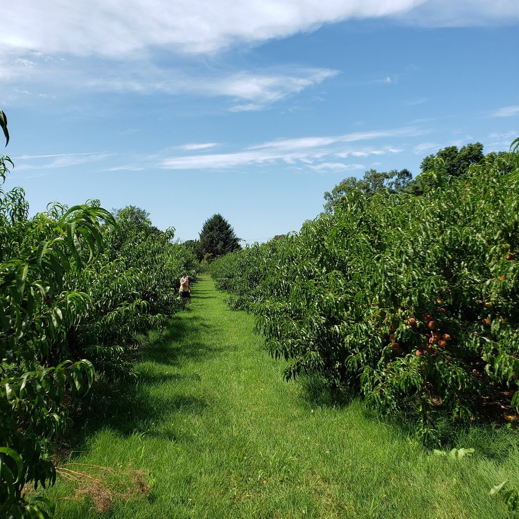 Wickham's Fruit Farm 3