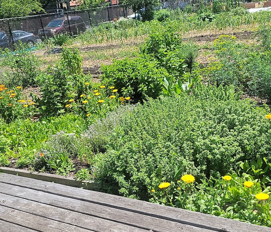 ENY Youth Farm 3