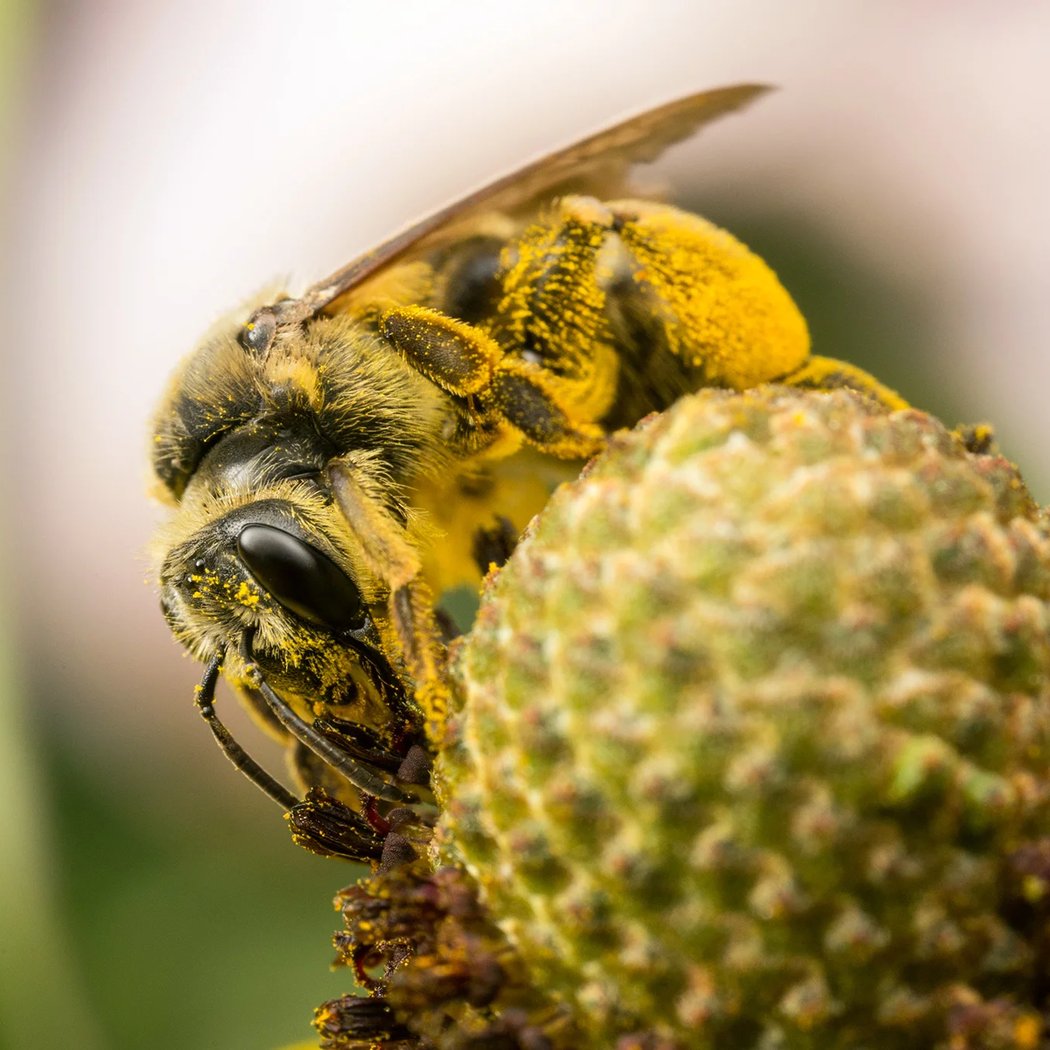 Pollinator Garden Saturdays 2