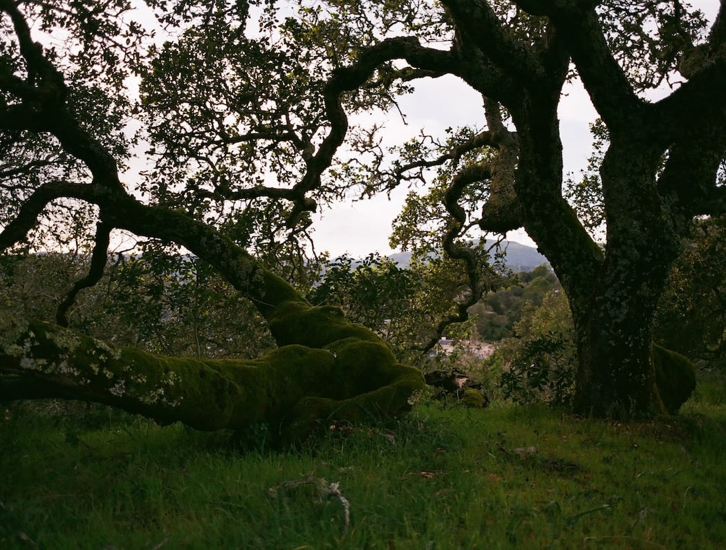 Robert Dollar Hiking Trail 1