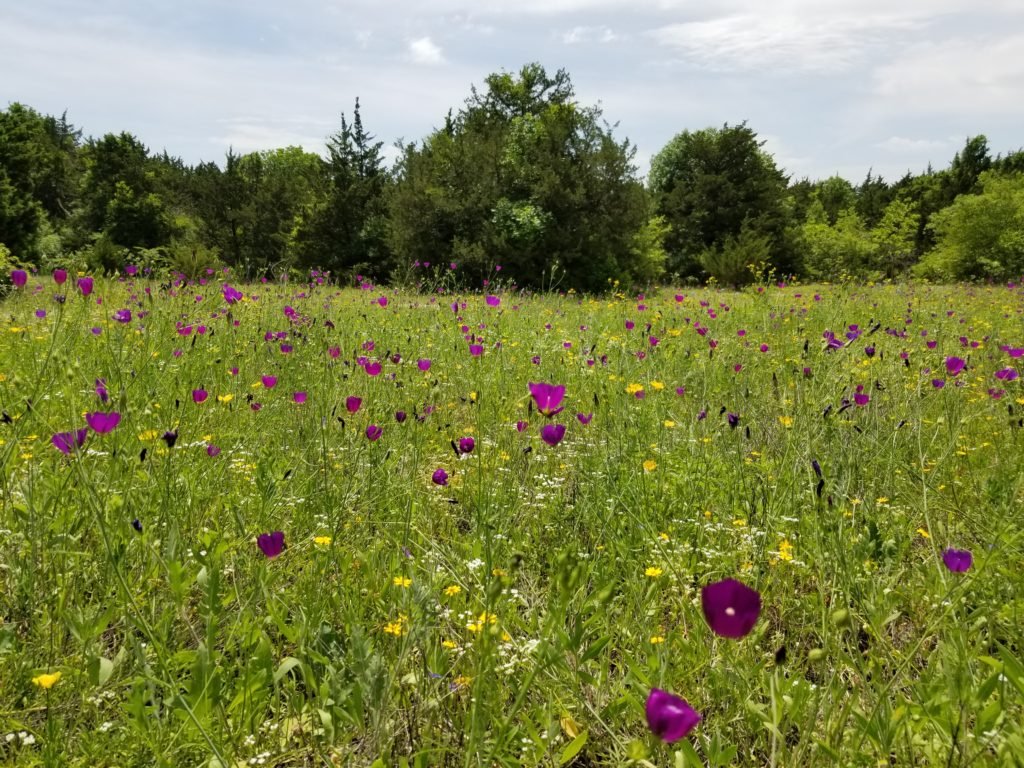 Oak Cliff Nature Preserve Monthly Workday - July 4