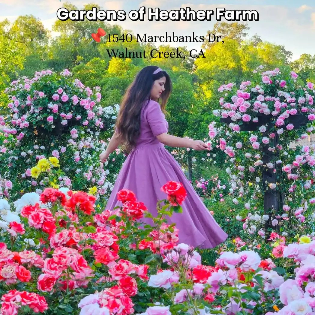 The Cowden Rose Garden 2
