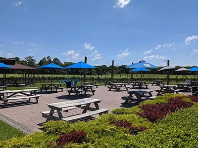Jason's Vineyard 2