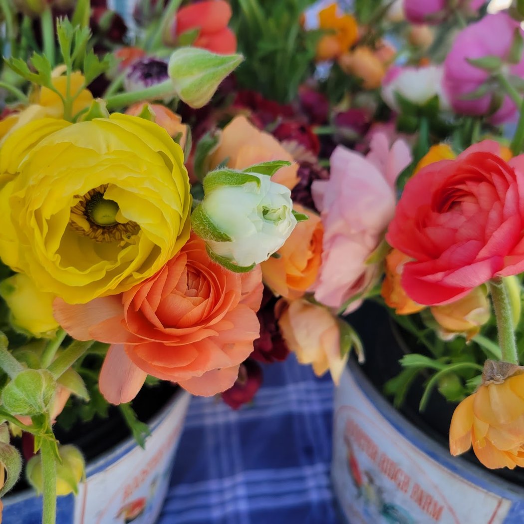 Live Oak Farmer's Market 1