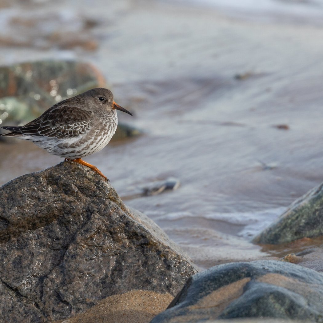 Arctic Waterbirds at Castle Island
