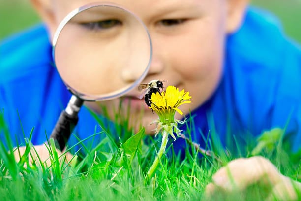 Badge Class: Entomology 1