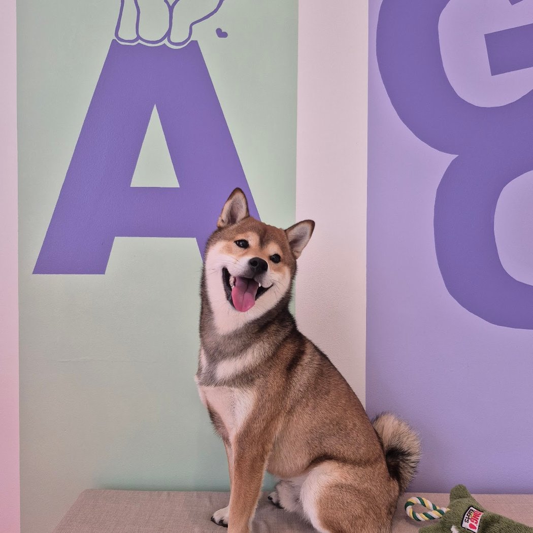 Waggy Dog Daycare 1