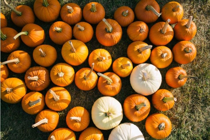 Pumpkin Picking 1