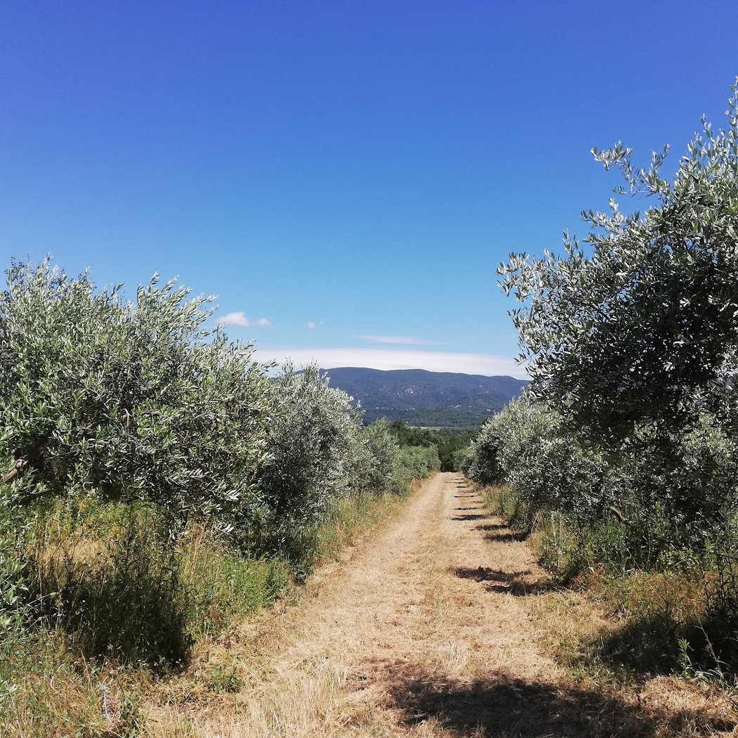 Moulin à huile d'olive & Domaine Bastide du Laval 3