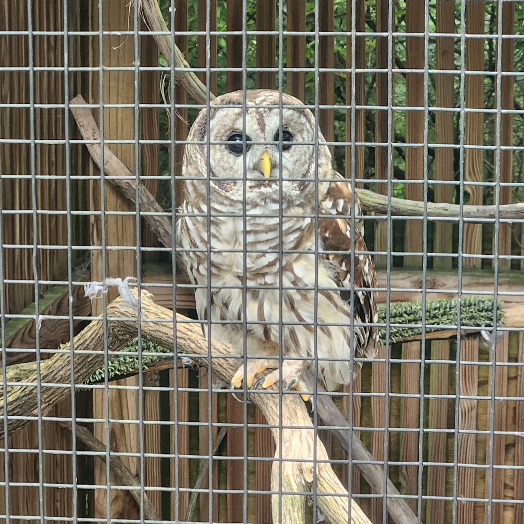 Glen Helen Raptor Center 3